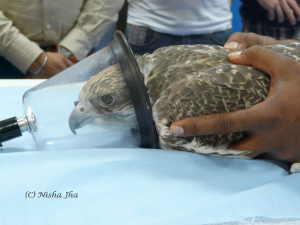abu dhabi falcon hospital @lemonicks.com