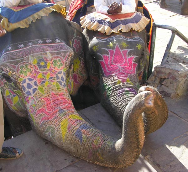 Elephants in rajasthan @lemonicks.com
