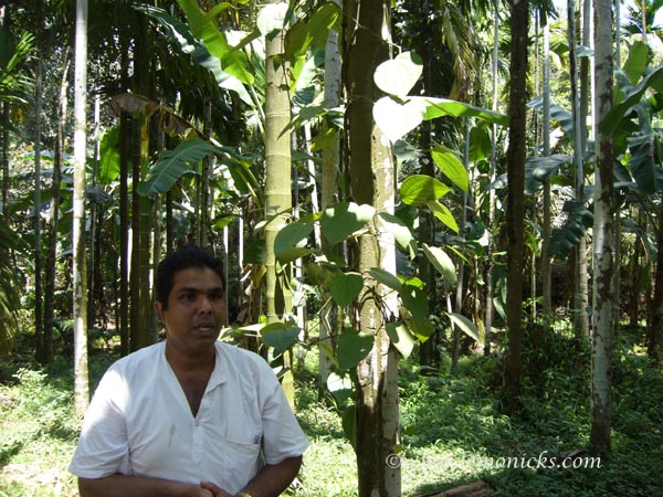 P1050947 - Goa, an experience – V (Spice Farms)
