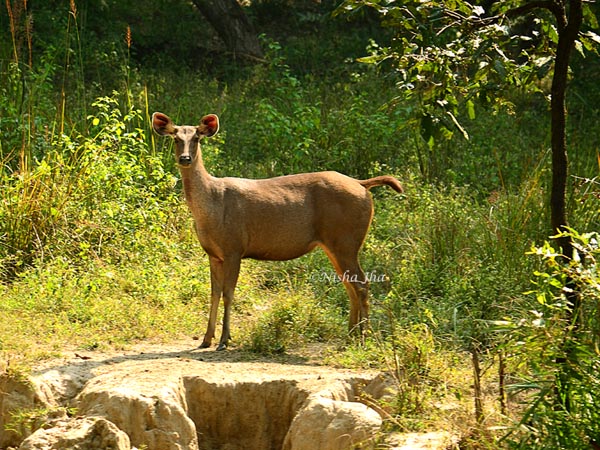 Rules of Jungle sambhar deer in kanha wildlife @lemonicks.com