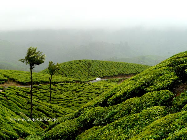 God’s own country munnar tea plantation kerala @lemonicks.com
