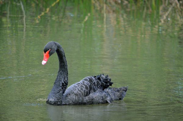 Mauritius black swan @lemonicks.com