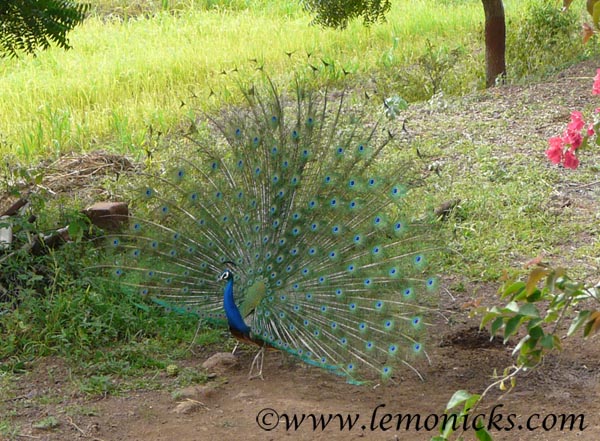 peacock in Morachi chincholi @lemonicks.com
