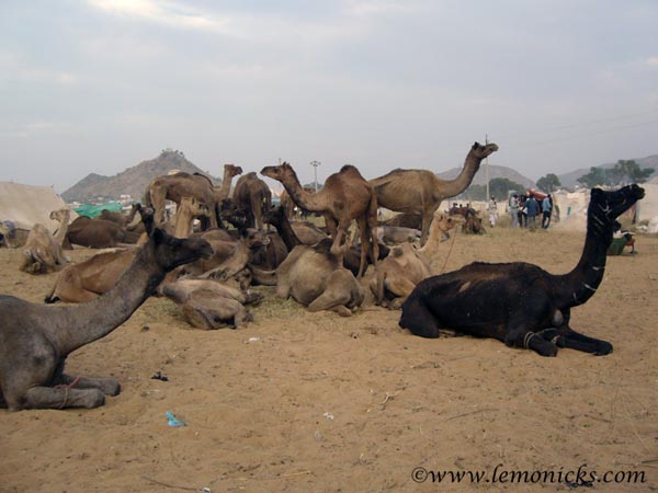 Pushkar camel fair @lemonicks.com