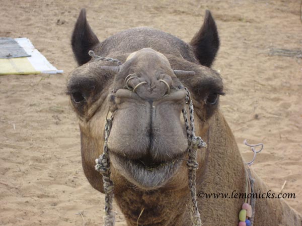 Am i not beautiful camel Queen of the Desert @lemonicks.com