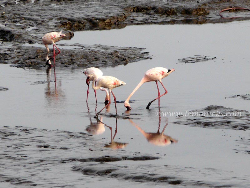 flamingo at sewri jetty