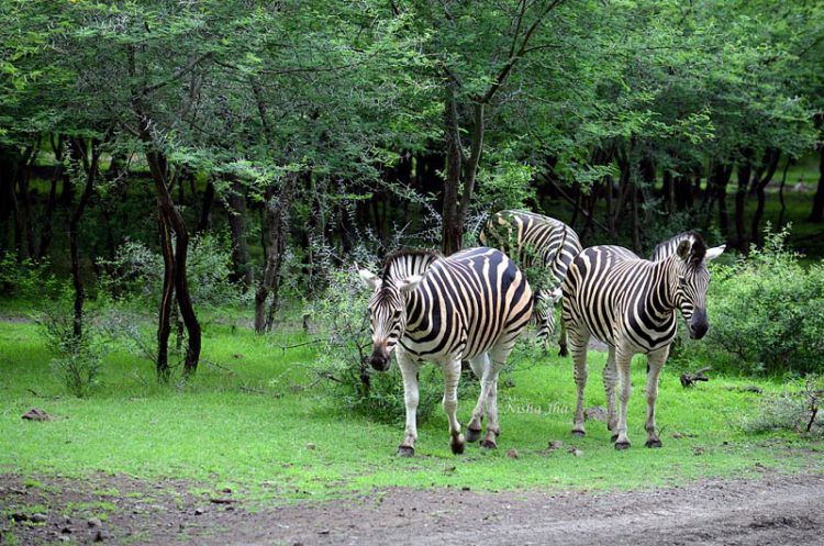 Wildlife in Mauritius | wildlife nature | mauritius | lemonicks