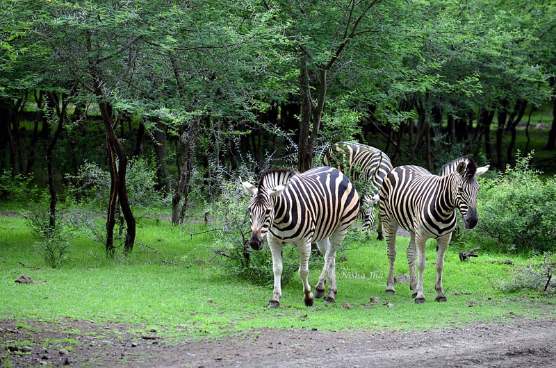 Exotic Wildlife in Mauritius zebras