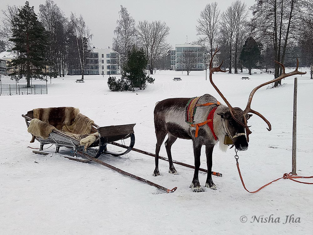 laplands culture reindeer sami @lemonicks.com
