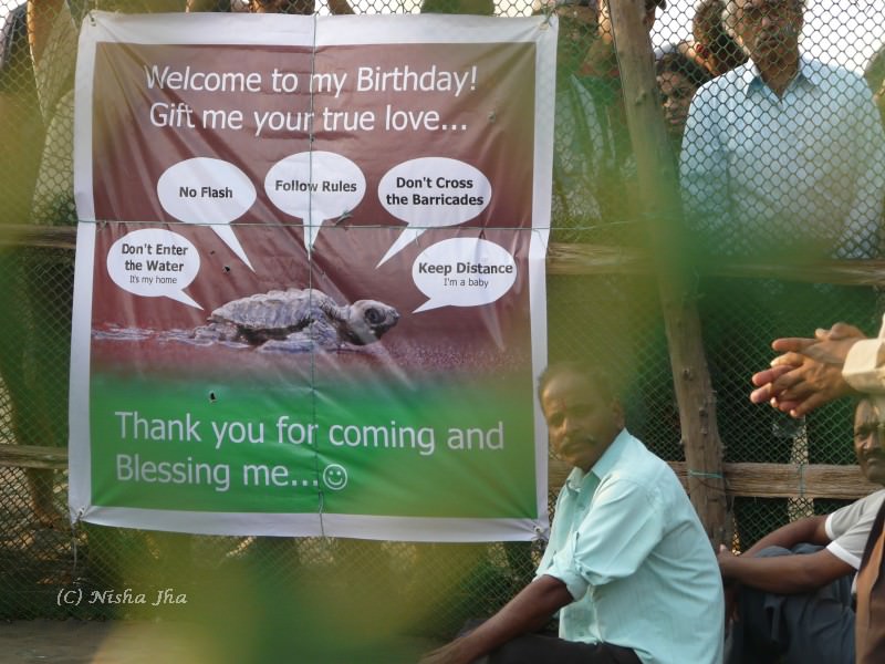 Top Indian Couple Blog by Nisha Jha and Vasudevan R - Olive Ridley Sea Turtles in Velas Maharashtra
