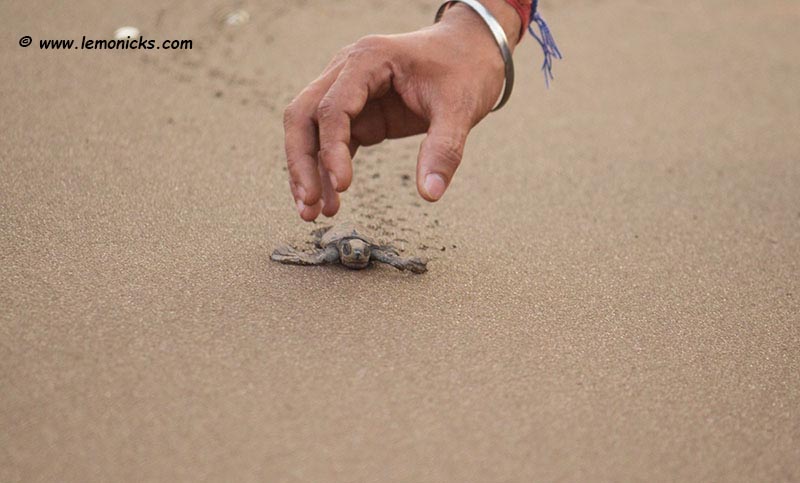 olive ridley sea turtles velas maharashtra