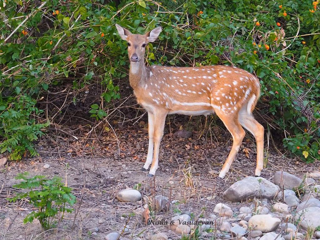 Spotted Deer. Lebua Corbett, one of the luxurious Jim Corbett resorts, Uttarakhand