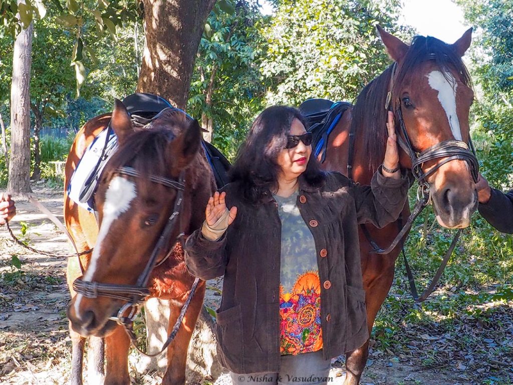Pure breed horses, Lebua Corbett, one of the luxurious Jim Corbett resorts, Uttarakhand