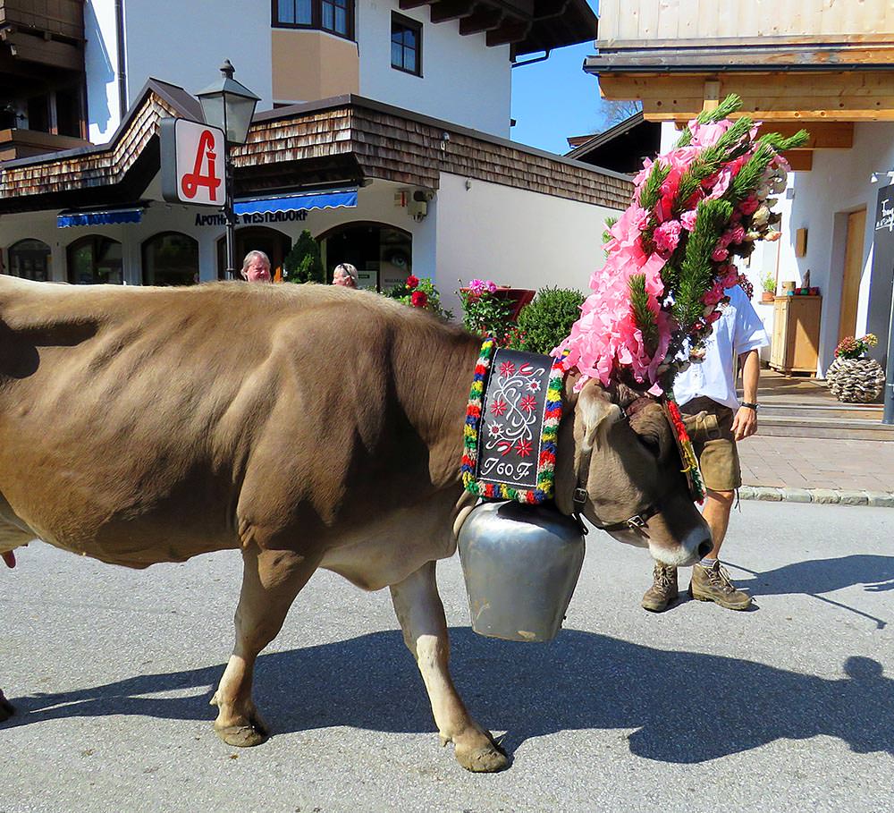 almabtrieb alpine cow festival austria @lemonicks.com