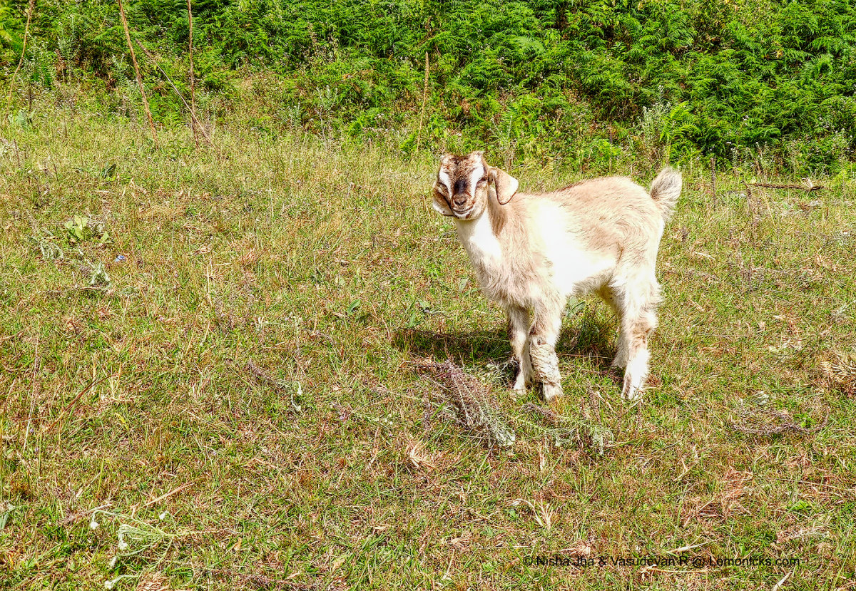Sangti Sheep Farm Dirang Chu Arunachal Pradesh