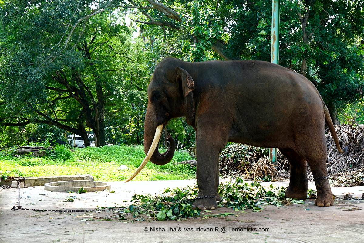 Elephant at the fields near the temple ridi viharaya