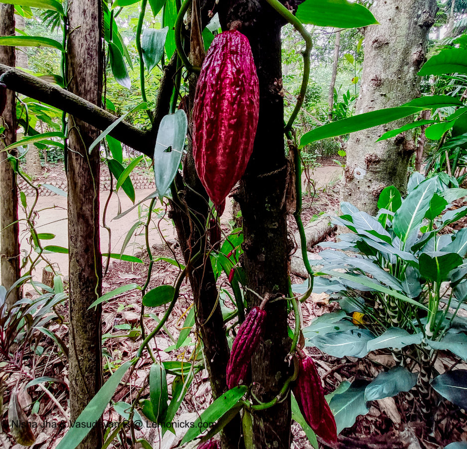 Almost 12 inches long, Cocoa pod. Spice Garden Kandy