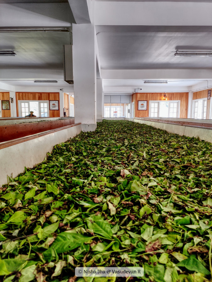 Raw materials fresh tea leaves kandy