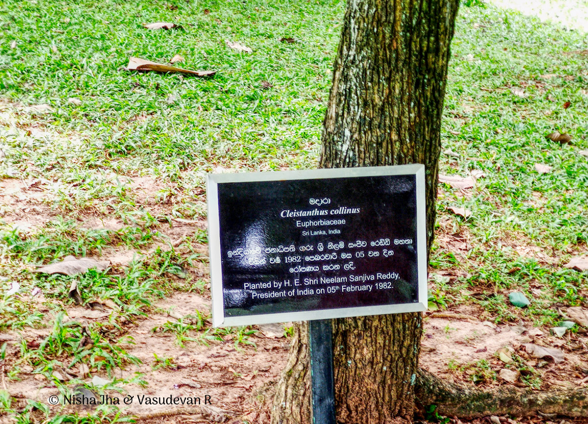 Things to do in Kandy and places to visit in Kandy Botanical garden Peradeniya