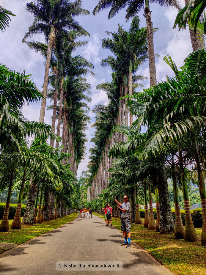 Things to do in Kandy and places to see in Kandy . Palm tree-lined avenues in the Royal Botanical Garden Peradeniya