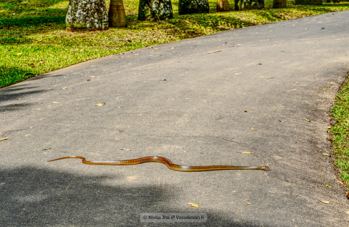 Things to do in Kandy and places to visit in Kandy Sometimes you see these snakes too!