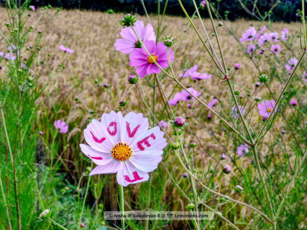 cosmos flowers also called I LOve You flowers by youngsters. on way to chagzam bridge tawang