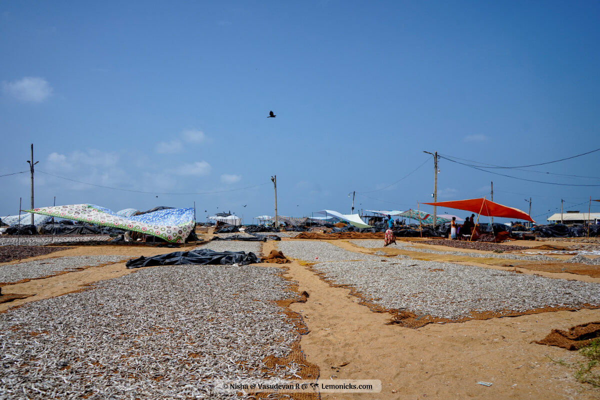 Things to do in Negombo Sri Lanka Negombo dry fish market on the beach