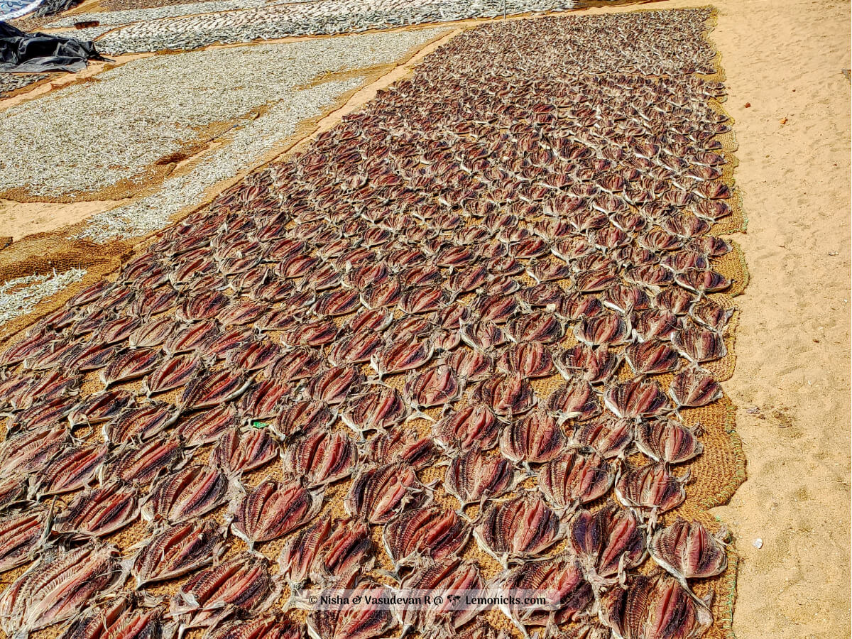 What to see in Negombo Sri Lanka. Negombo fish market. Fish put out to dry in the sun