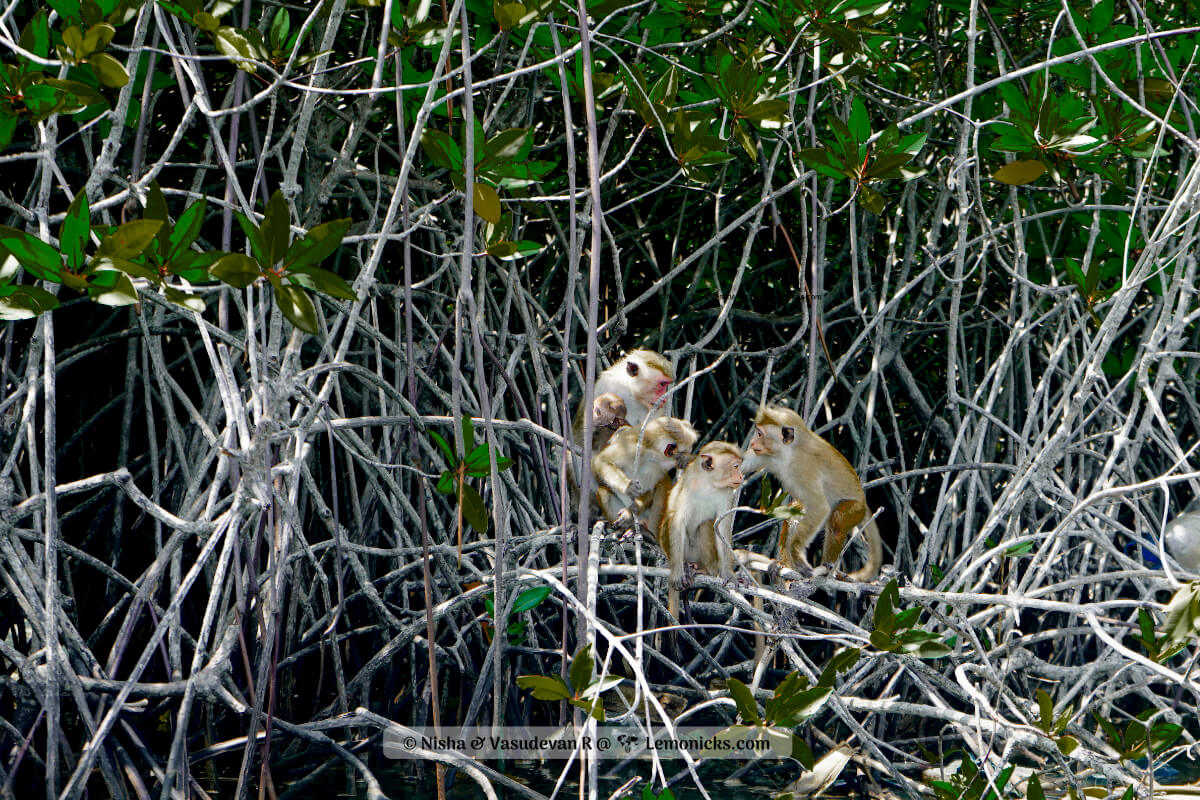 what to see in Negombo Sri Lanka negombo lagoon biodiversity monkeys