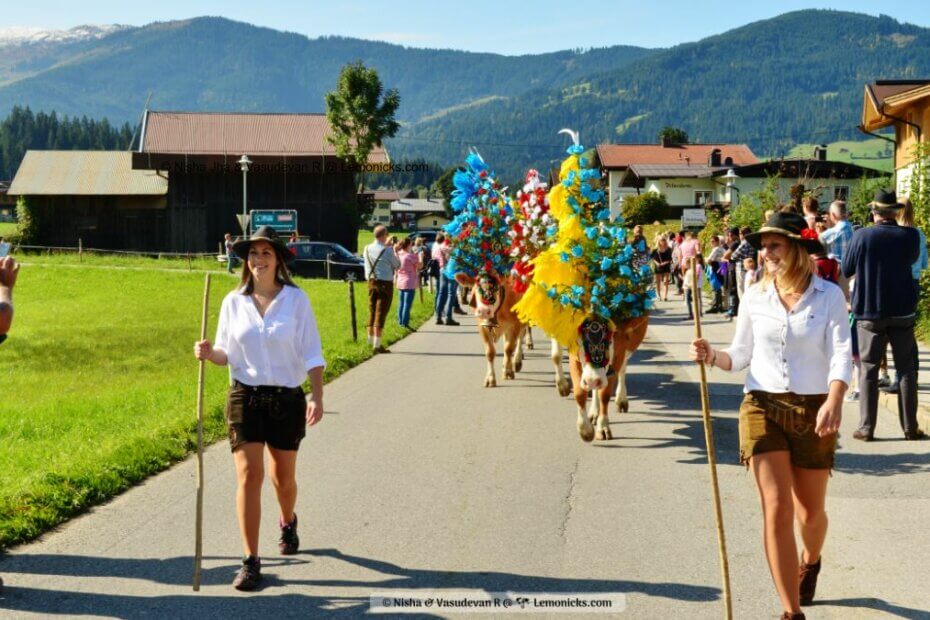 Almabtrieb cow festival in alpine region in Austria Germany Switzerland . In the picture two cowgirls leading their cows