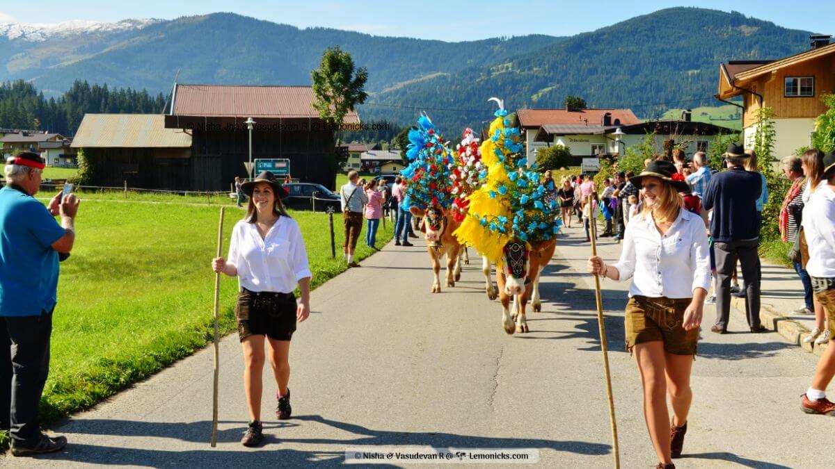 Almabtrieb cow festival in alpine region in Austria Germany Switzerland . In the picture two cowgirls leading their cows