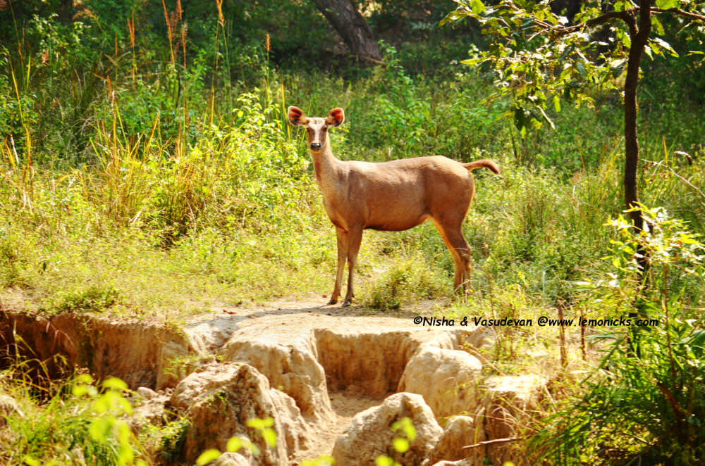Sambhar deer in Kanha @www.lemonicks.com jungle safari dos and don'ts