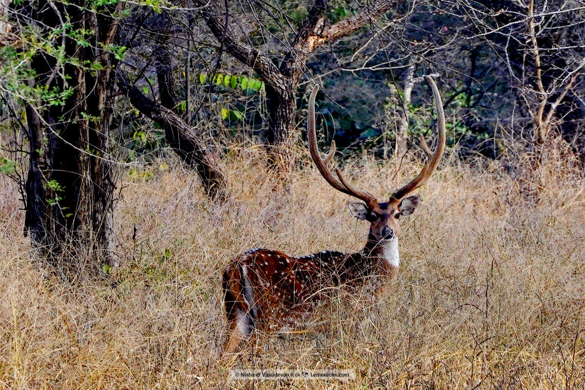 Kuno National Park, the Home of Cheetahs in India, Male Deer