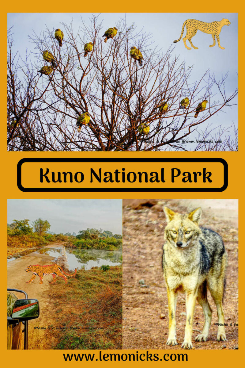 kuno national park कुनो राष्ट्रीय पार्क