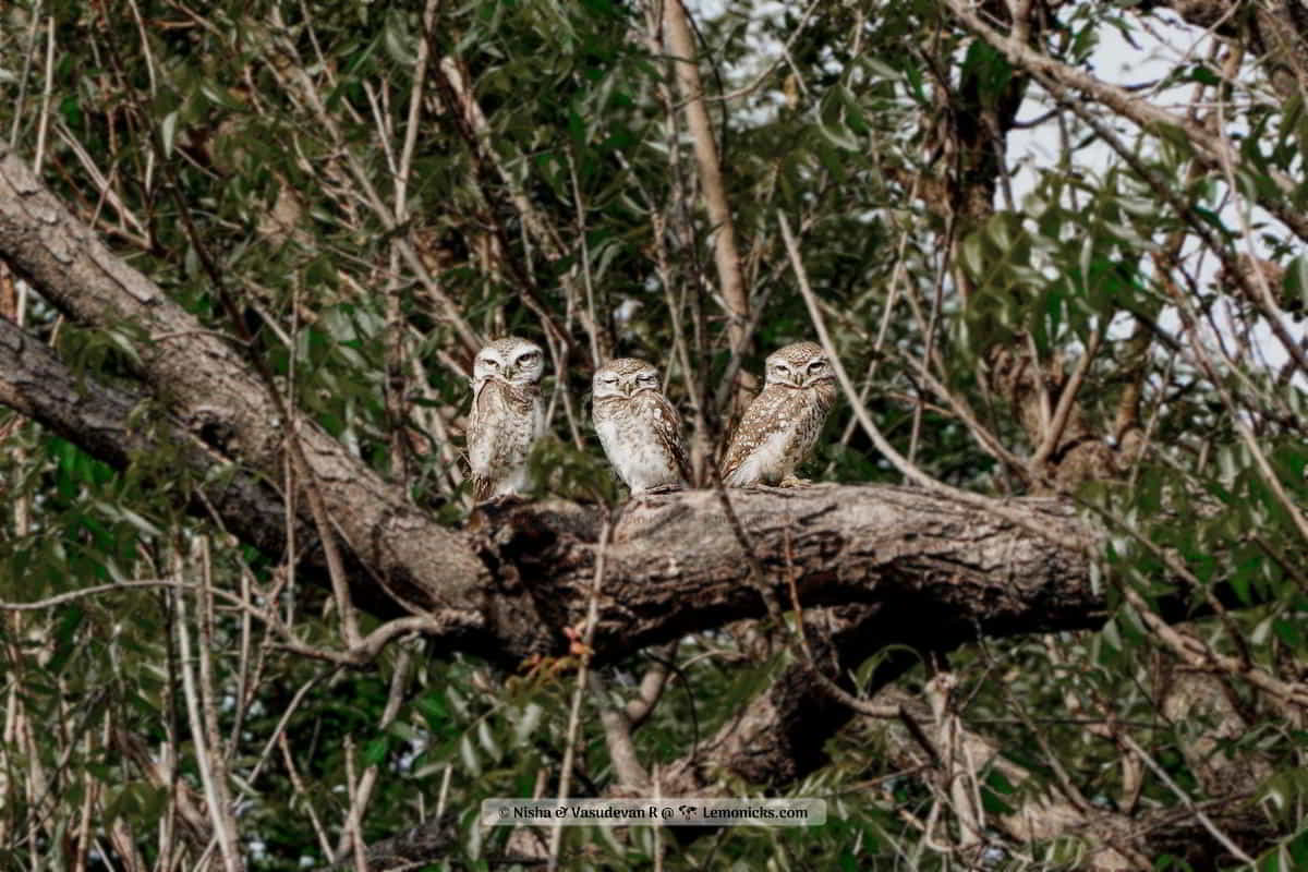 Kuno National Park, the Home of Cheetahs in India, Spotted Owlet