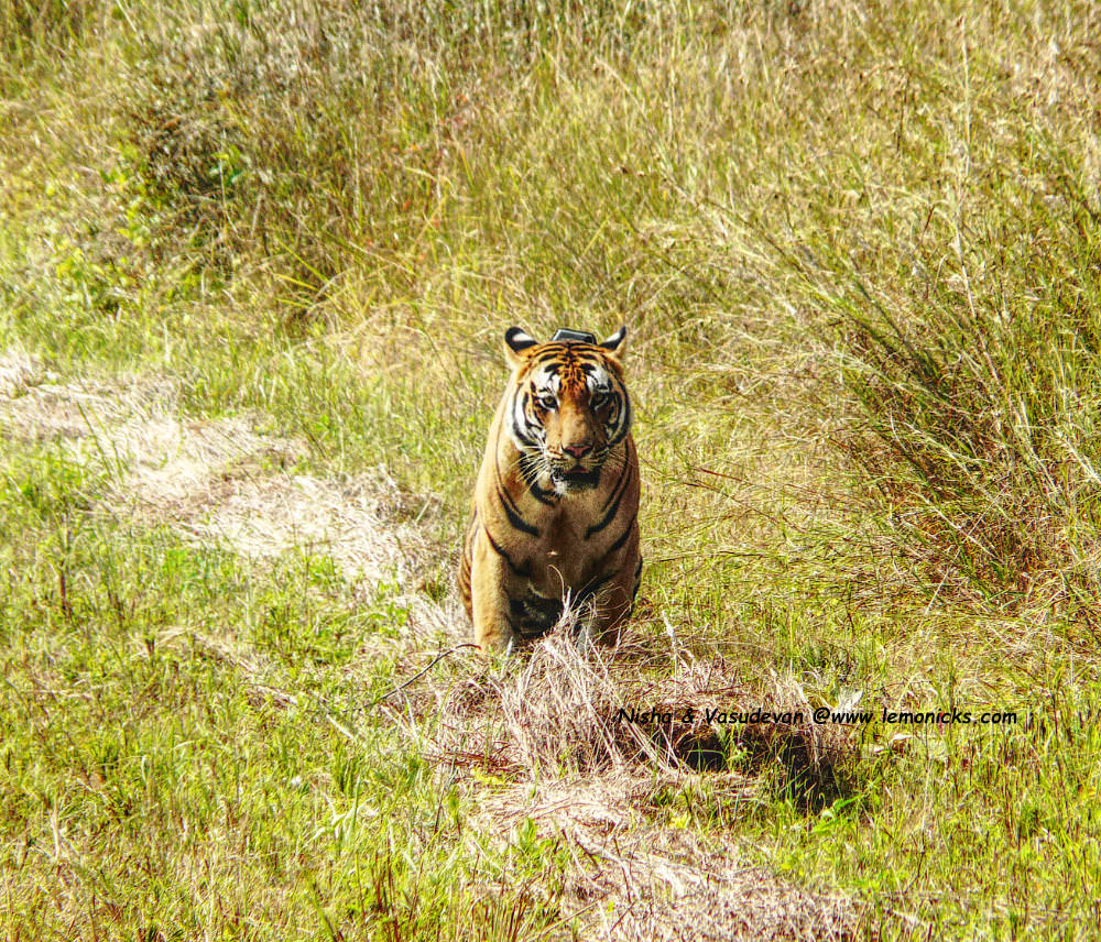 Tiger in Kanha @www.lemonicks.com
